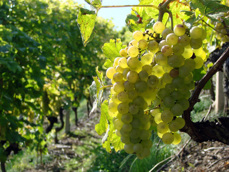 Prodaja vinskog grožđa na sajmištu Sesvete